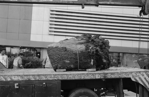 Kimia Kamvari, Tree#2, 2019