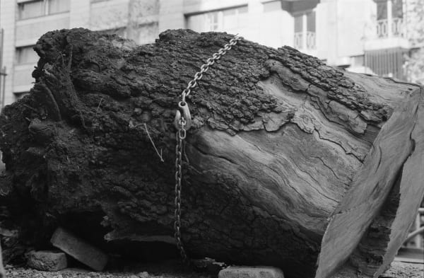Kimia Kamvari, Tree#1, 2019