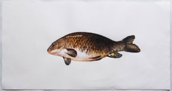 Mirmohammad Fattahi, Dead Fish