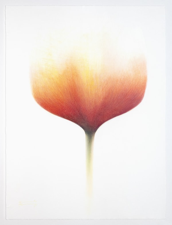 Red Tulip, 2015