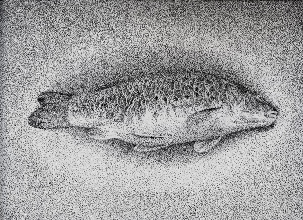 Dead Fish, 2020