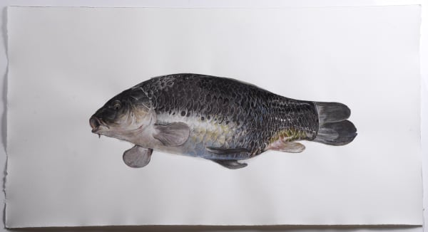 Mirmohammad Fattahi, Dead Fish