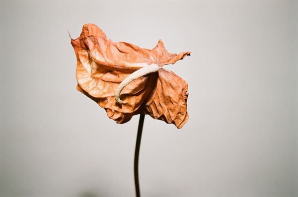 Alborz Kazemi, Untitled, 2016
