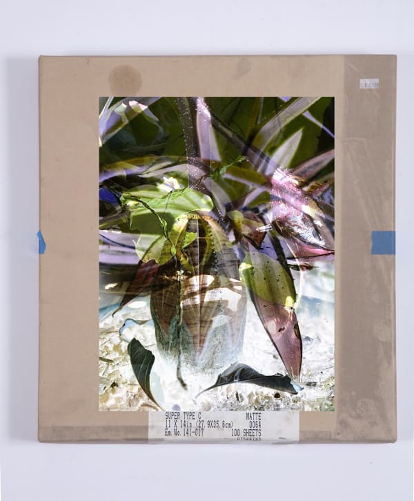 Matthew Brandt and Christine Nguyen, Garden Picture 10, 2024