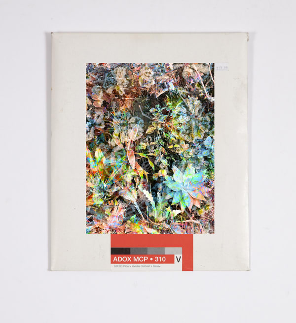Matthew Brandt and Christine Nguyen, Garden Picture 6, 2024