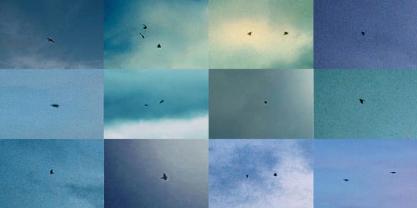 Penelope Umbrico, Suns from Sunsets from Flikr - Out-takes/Birds (Blue), 2018