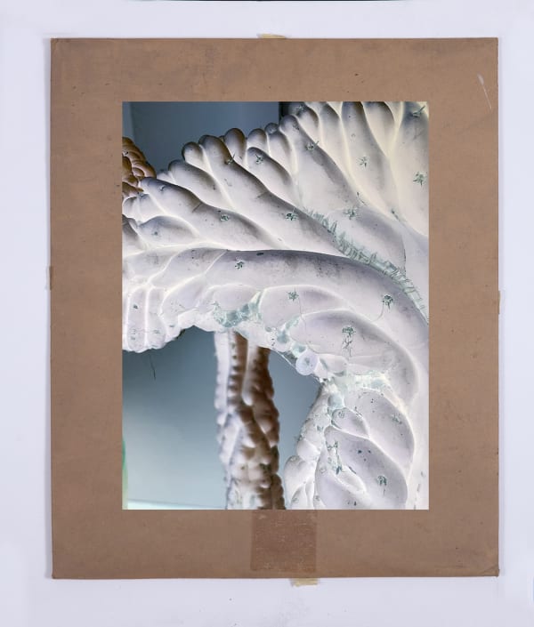 Matthew Brandt and Christine Nguyen, Garden Picture 12, 2024