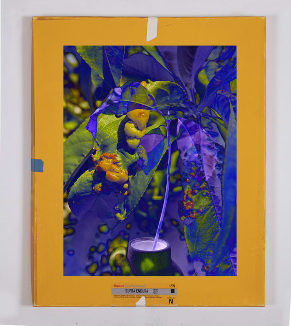 Matthew Brandt and Christine Nguyen, Garden Picture 14, 2024