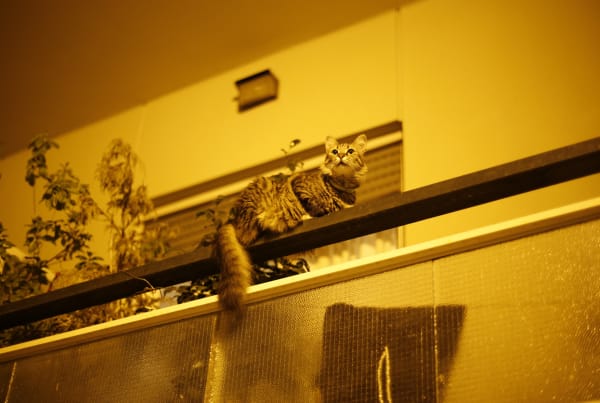 David Hartt, The Republic I, 2014