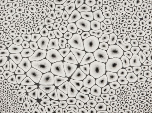 Alexander Ross Untitled, 2010 graphite and crayon on paper 22 3/4 x 30 inches 57.8 x 76.2 cm