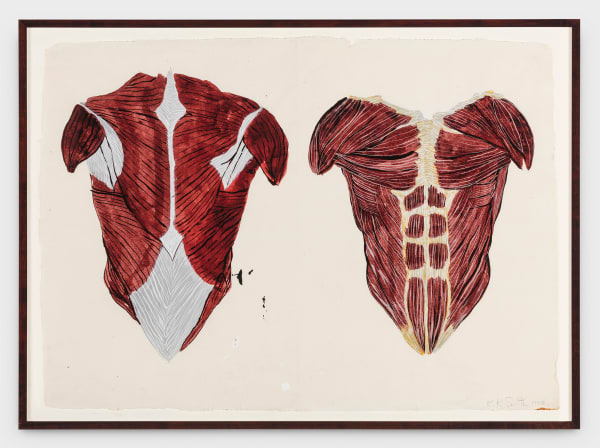Kiki Smith Untitled (Torsos), 1988 ink on paper 22 1/2 x 31 in (57.1 x 78.7 cm)
