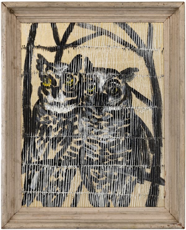 Owls Amy's View