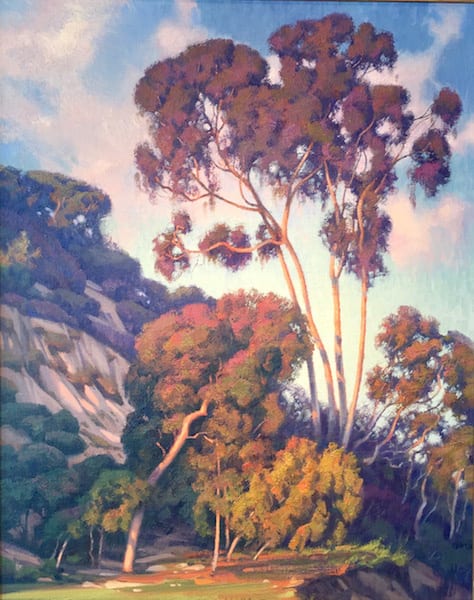 Tall Trees in Evening Light