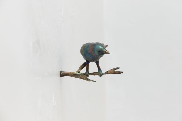 Leeroy Chapman, Gouldian Finch