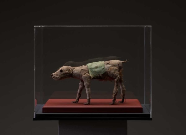 Tom Arthur, Pony, 2012