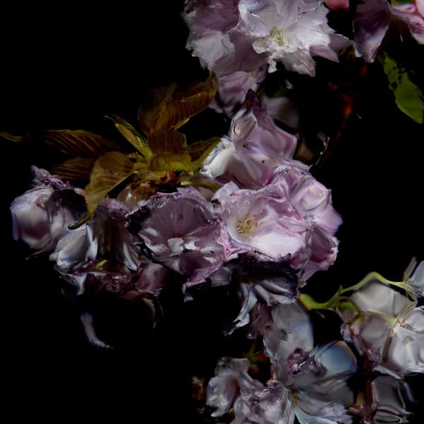 Alexander James Hamilton Floral Study [0459], 2012 Chromogenic photograph, mounted to polished aluminium with a/r acrylic face (Diasec) 11 3/4 x 11 3/4 in 30 x 30 cm Edition of 5