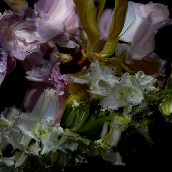Alexander James Hamilton Floral Study [0498], 2012 Chromogenic photograph, mounted to polished aluminium with a/r acrylic face (Diasec) 11 3/4 x 11 3/4 in 30 x 30 cm Edition of 5