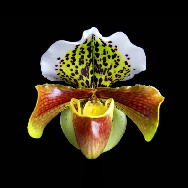 Rob Munday, Naturalium 1 (Slipper Orchid), 2017