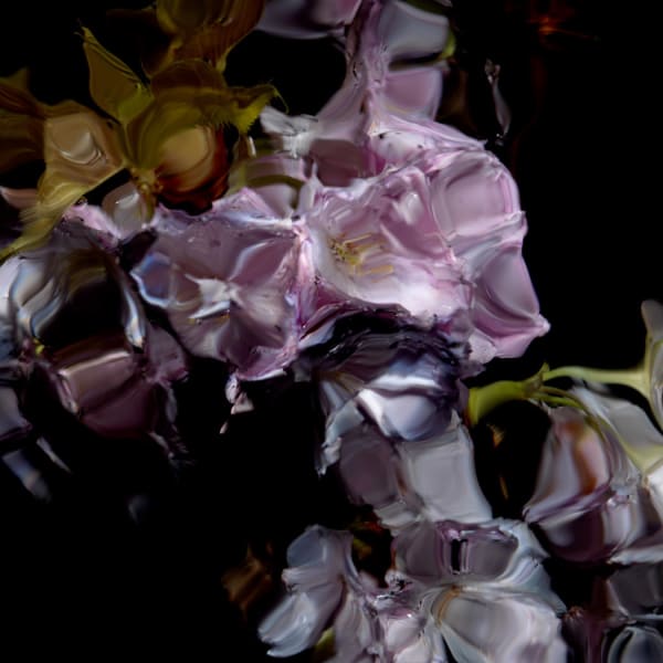 Alexander James Hamilton Floral Study [0448], 2012 Chromogenic photograph, mounted to polished aluminium with a/r acrylic face (Diasec) 11 3/4 x 11 3/4 in 30 x 30 cm Edition of 5