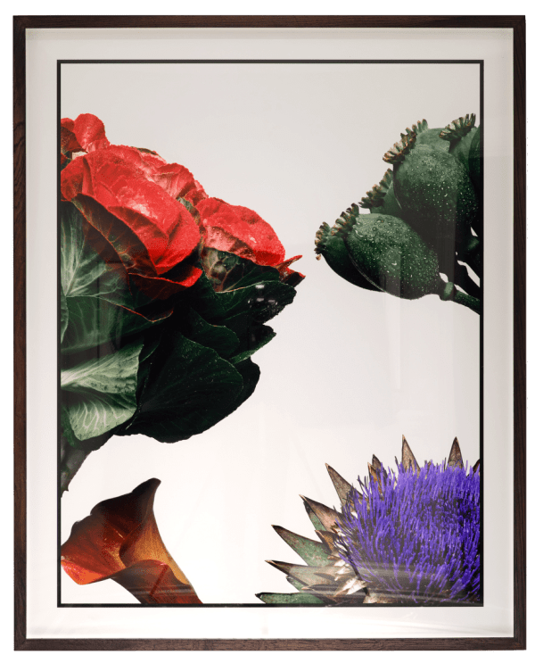 David Bailey, Four Cropped Flowers [large], 2008