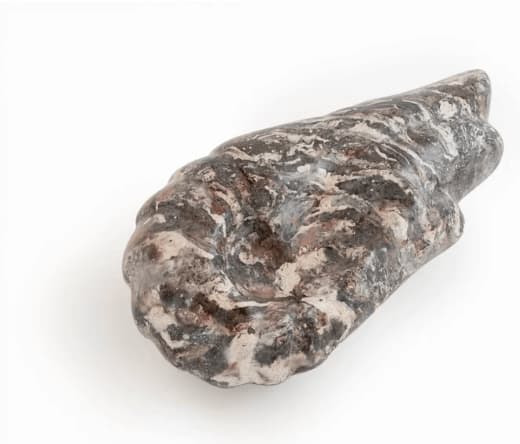 Lola Daels, Sea creatures #2, 2023 - 2024