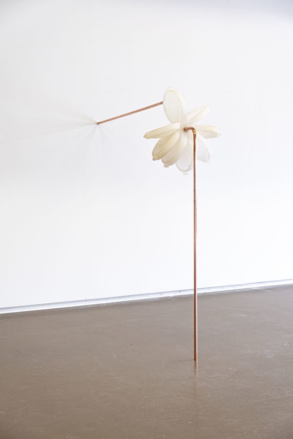 Zoé Brisset, Halo, 2024