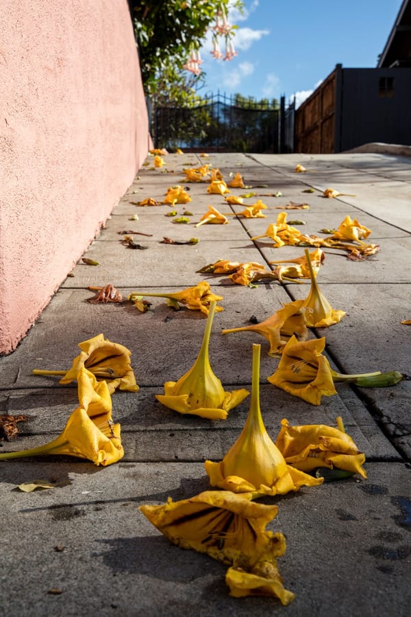 Fallen Trumpet Flowers