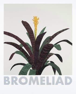 Bromeliad