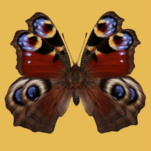Butterfly Redux 5