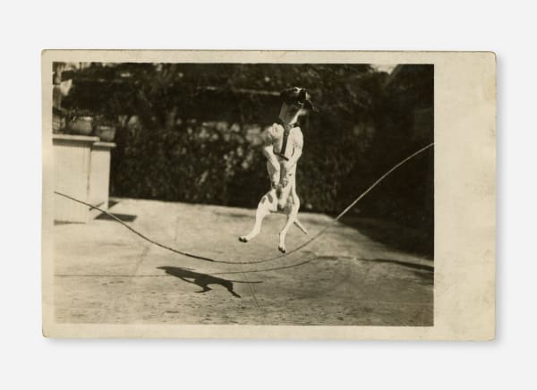 [Photo-Postcard], Jumping Jack Russell Terrier, 1910s