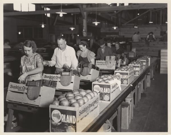 [Orland Brand Sunkist Oranges], Citrus production in Orland, CA, c. 1935
