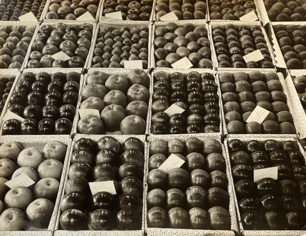 Unknown, Exhibit of Apples and Pears at the Yakima Fair, Chelan Co., Washington, 1920s