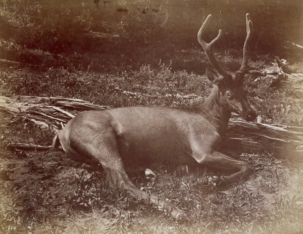 William Henry Jackson, The Elk, 1871