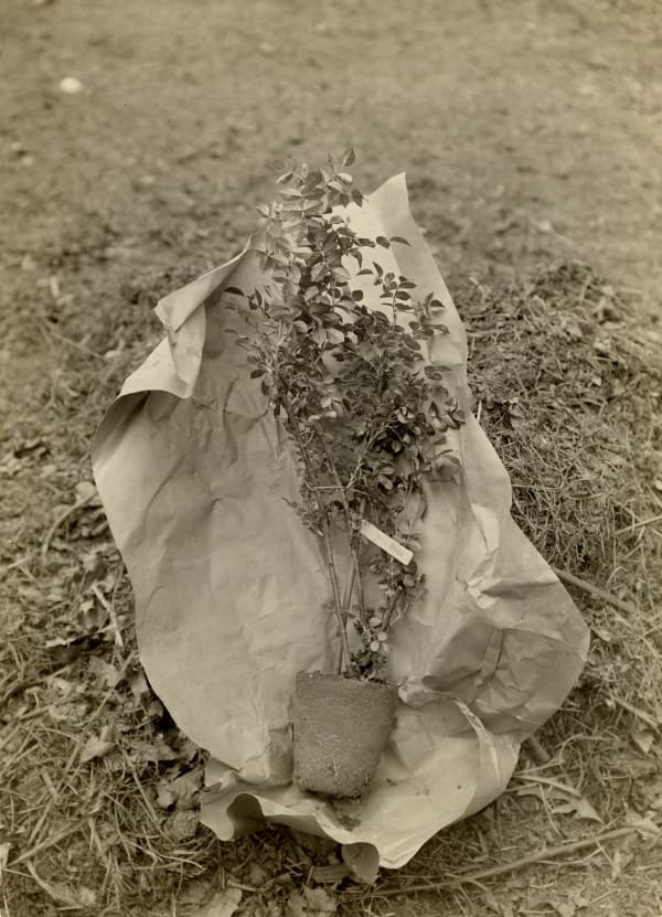 Anonymous, "Paradise" Climbing Rose, Potted on Paper, 1920s