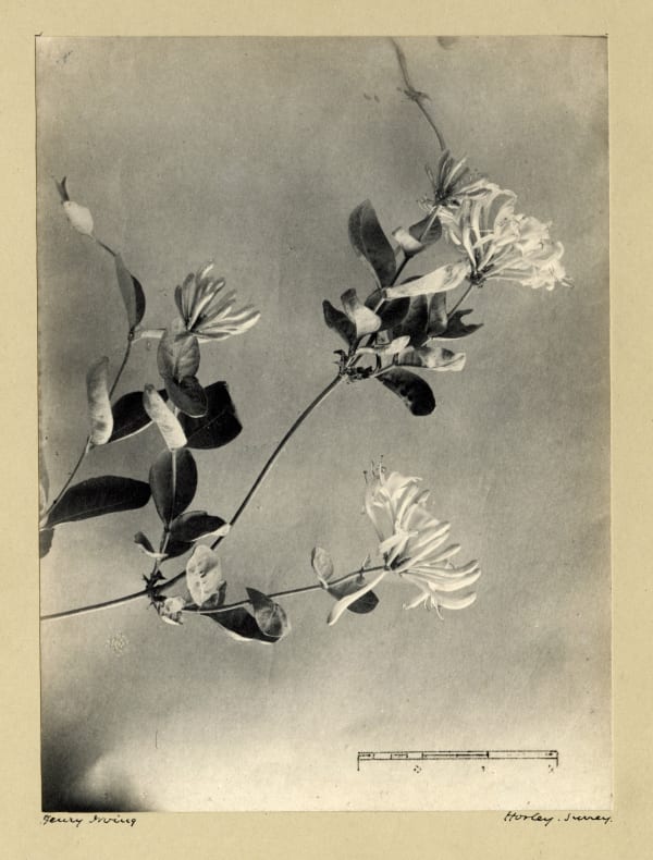 Henry Irving, Common Honeysuckle, c. 1900-10