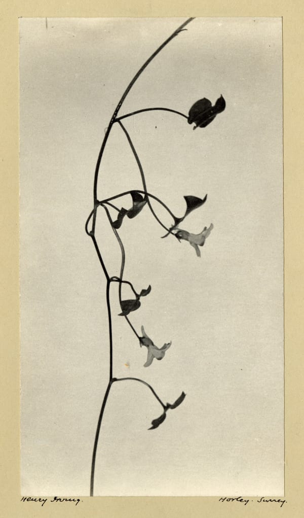 Henry Irving, Ivy-leaved Toad Flax, c. 1900-10