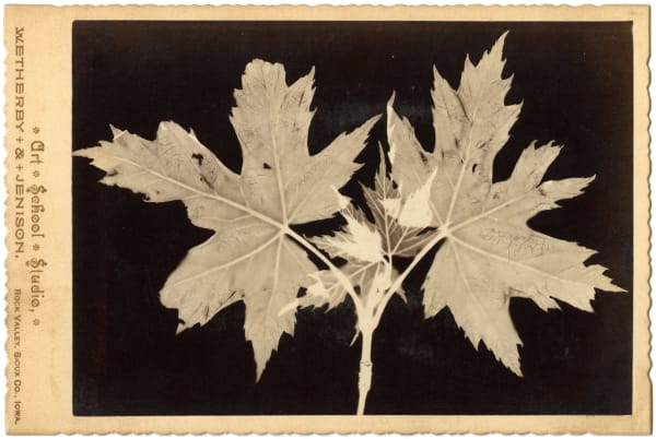Weatherby & Jenison, Cabinet Card Photogram of Leaves, Rock Valley, IA, 1890s