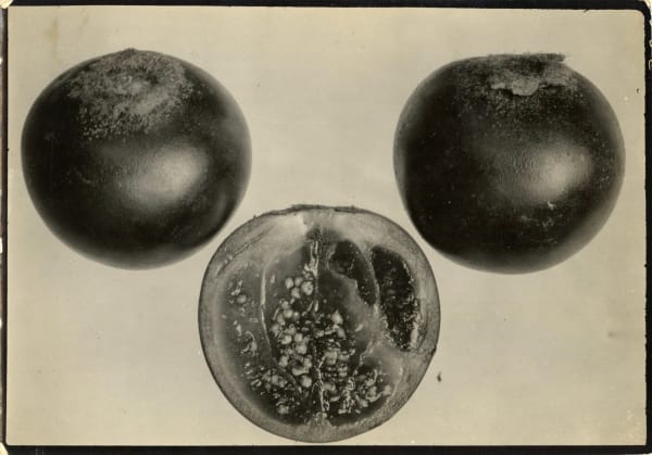 Wilson Popenoe, Early 20th-Century Colombian Fruit and Vegetable Studies, 1910s-20s