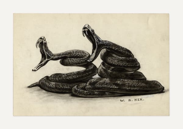 William Balfour Ker, Illustration of a Pair of Snakes, 1903