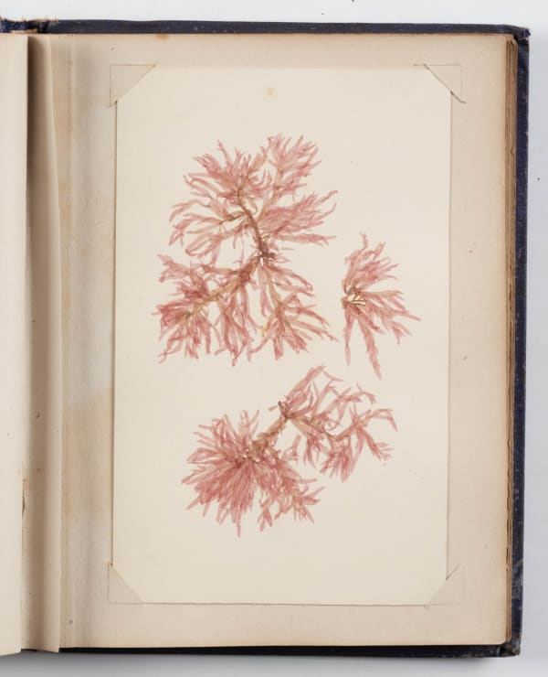 [Sea Mosses], 19th Century Compilation Book of California Specimens, 1880s