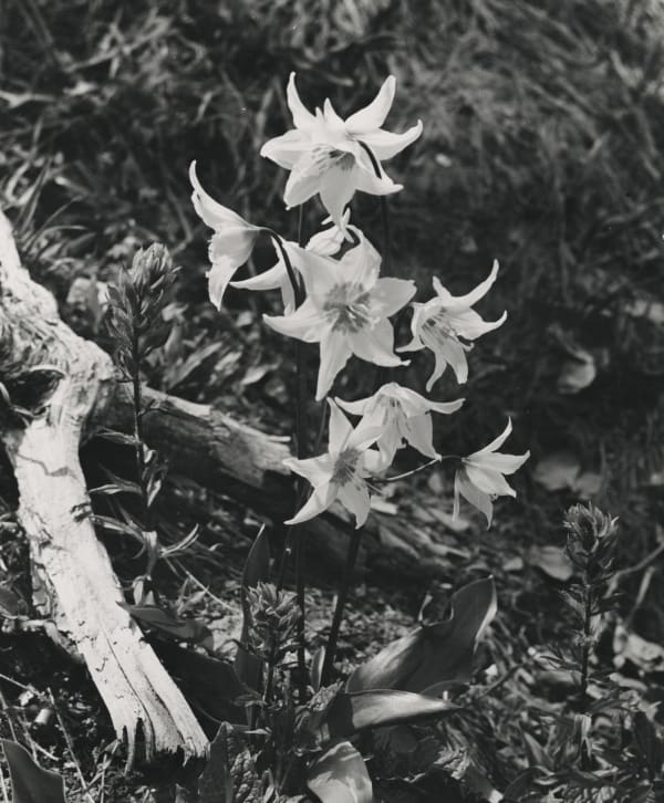 Walt P. Dyke, Avalanche Lily, c. 1950