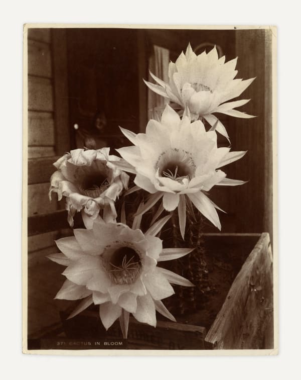 Unknown, Cactus in Bloom, c. 1900