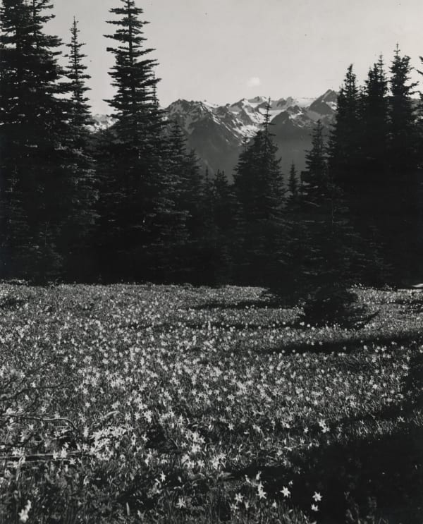 Walt P. Dyke, Field of Avalanche Lilies, c. 1950