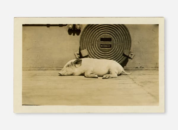 [Photo-Postcard], Sleeping Piglet, 1920s