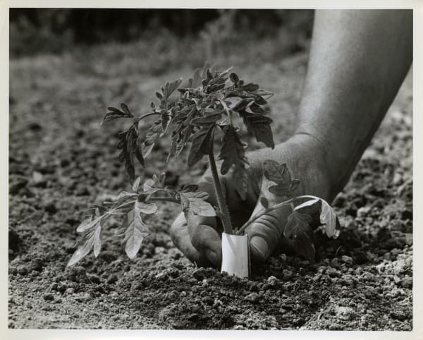 Various Photographers, Large Group of Photos Showing Home Farming as Part of the "Victory Gardens" War Effort, 1943-44