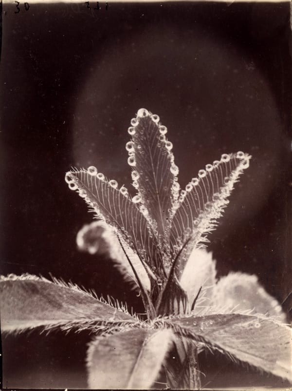 Wilson A. Bentley, Morning Dew on Leaves, c. 1900-1910