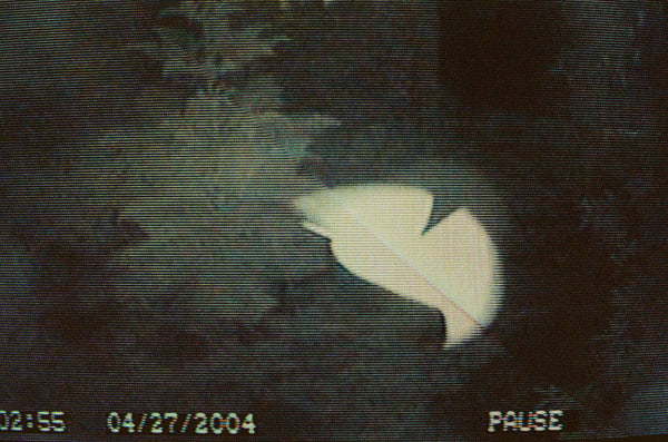 KALI, The Entity, Pacific Palisides, CA, 2004