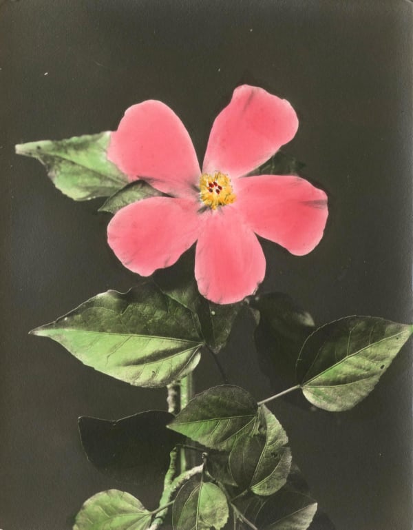 Frank S. Warren, Pink Hibiscus, c. 1930