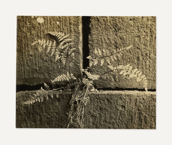 Anonymous, Small Fern Growing in the Crack of a Wall, 1920s