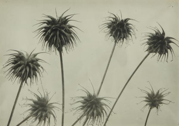 Harold Bastin [Studies in Entomology & Botany], 1910s-20s Silver (217) and Printing-out-paper prints (5)